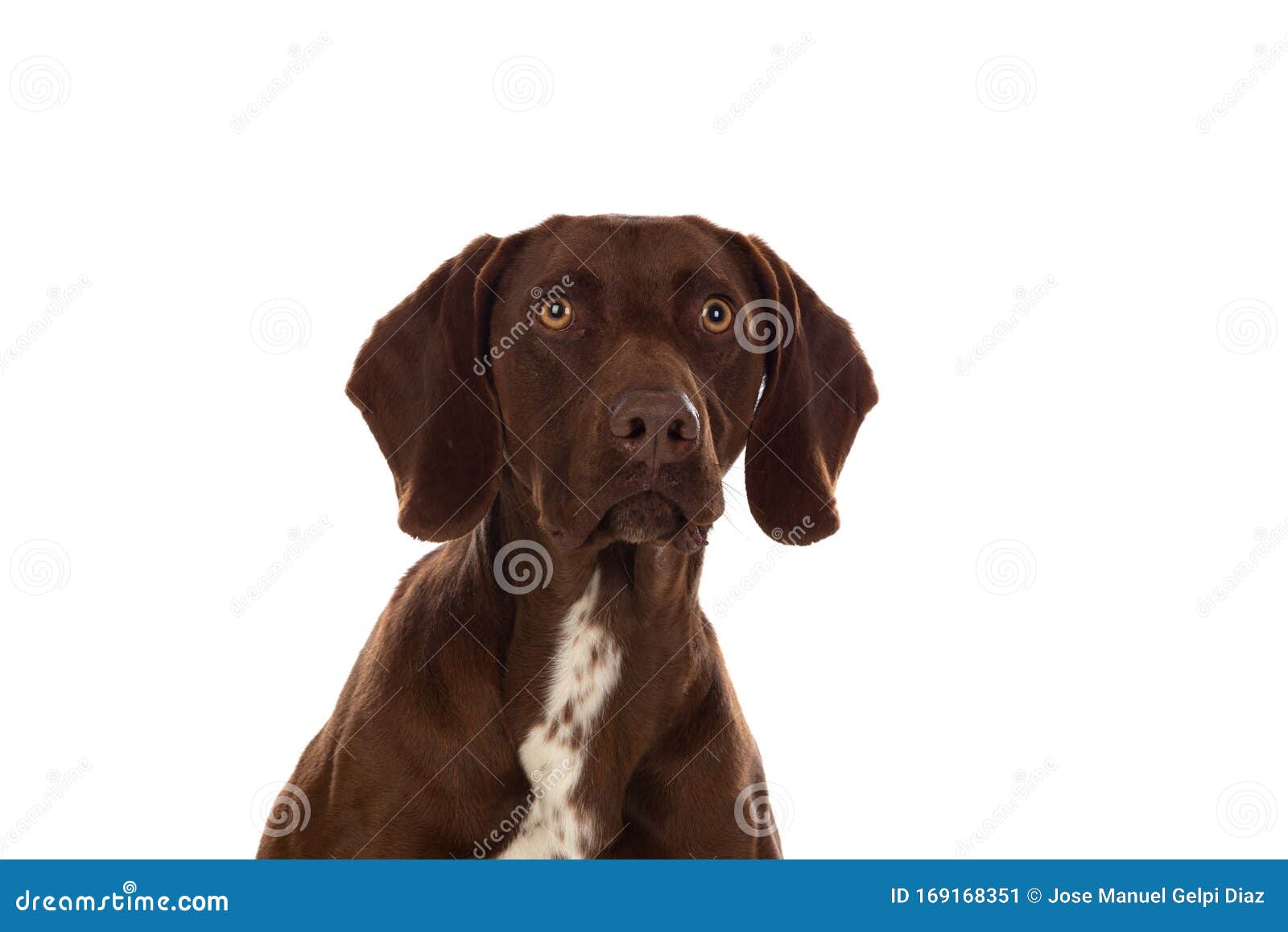 beautiful brown braco german shorthair