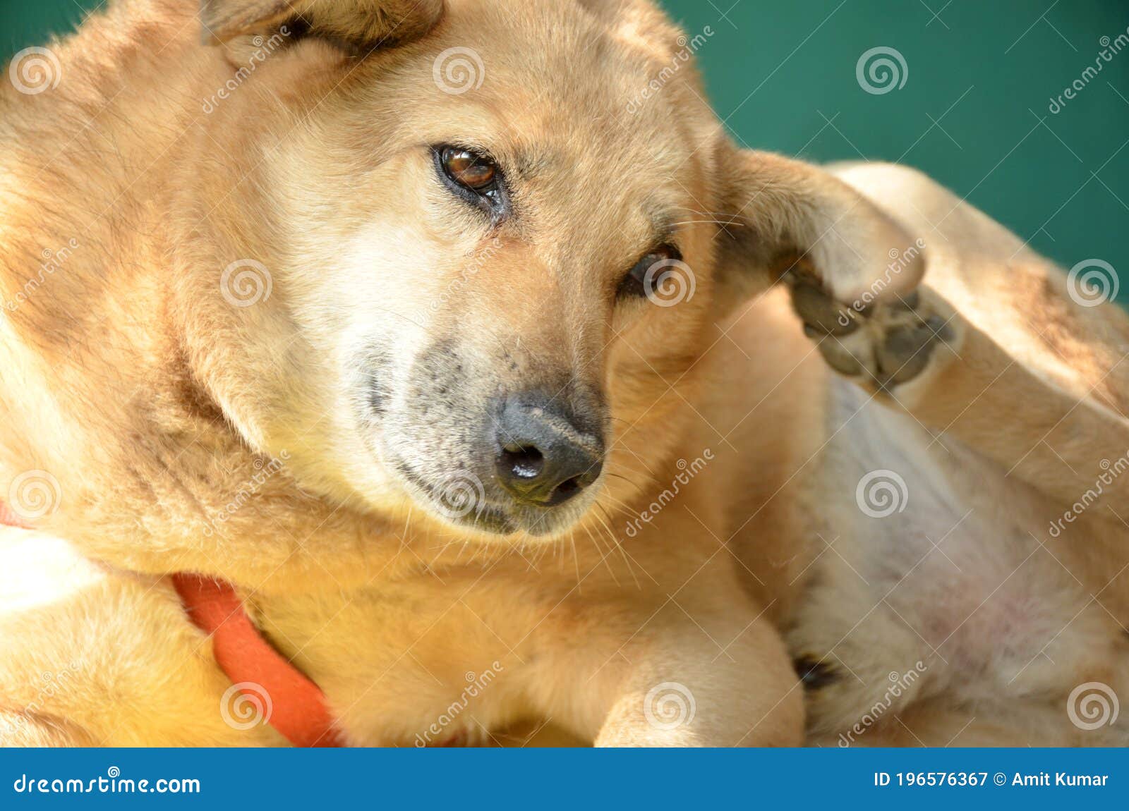 The Beautiful Brown Color Dog in the Home Stock Image Image of