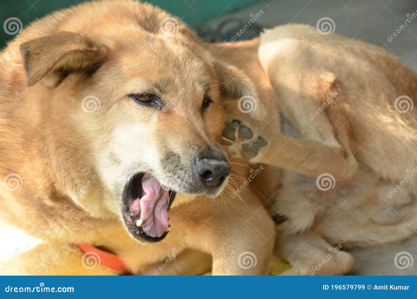 The Beautiful Brown Color Dog in the Home Stock Image Image of