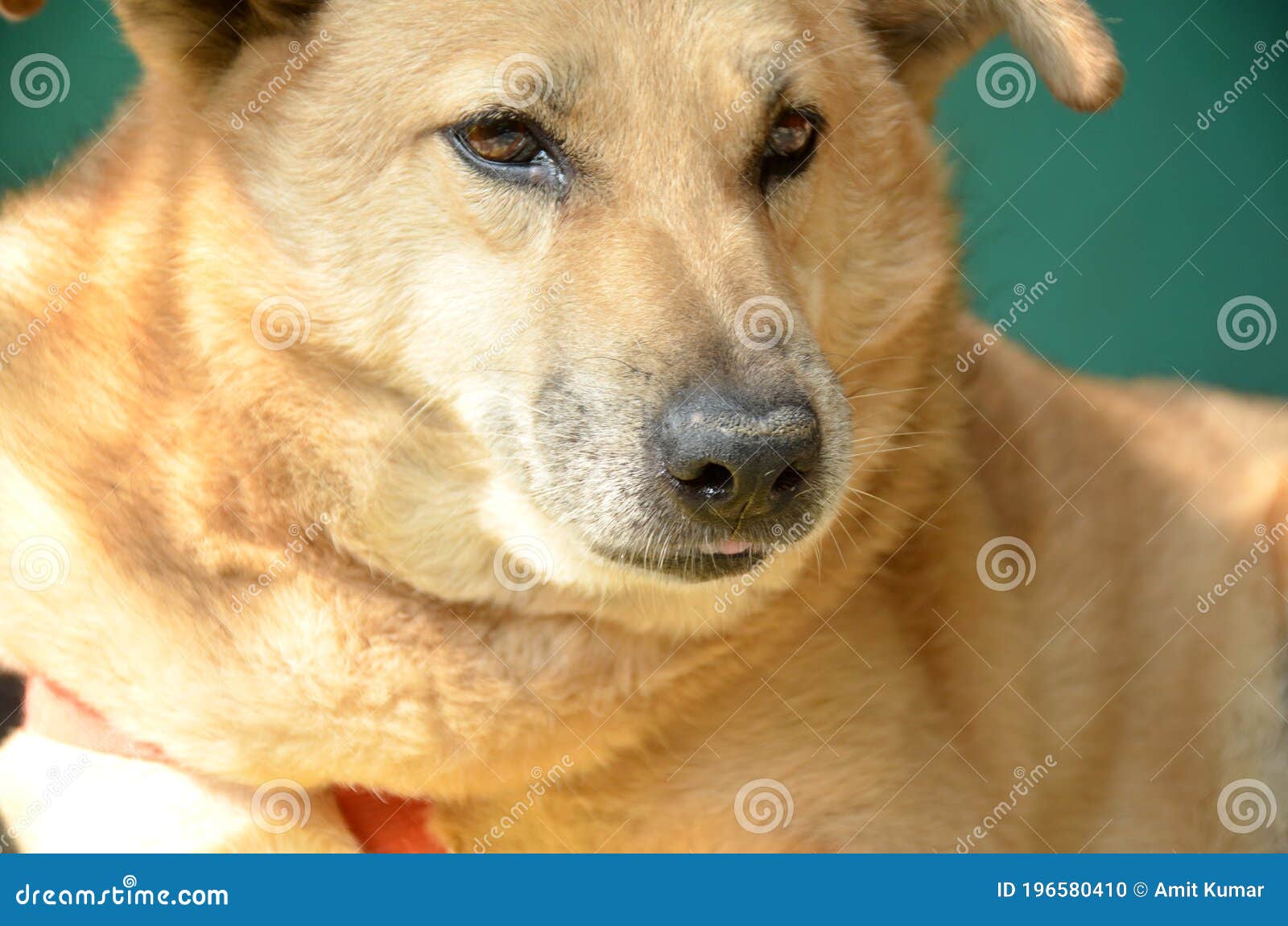 The Beautiful Brown Color Dog in the Home Stock Photo Image of doggy