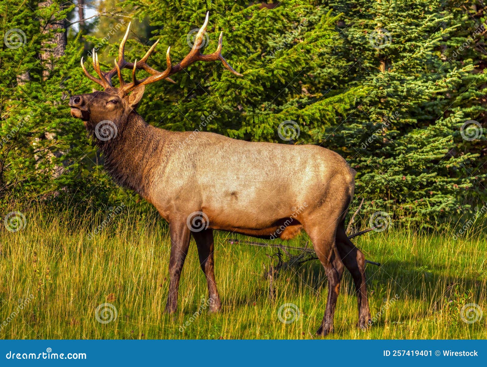 Beautiful Brown Deer with Long Antlers in a Park Stock Image Image of nature, deer 257419401