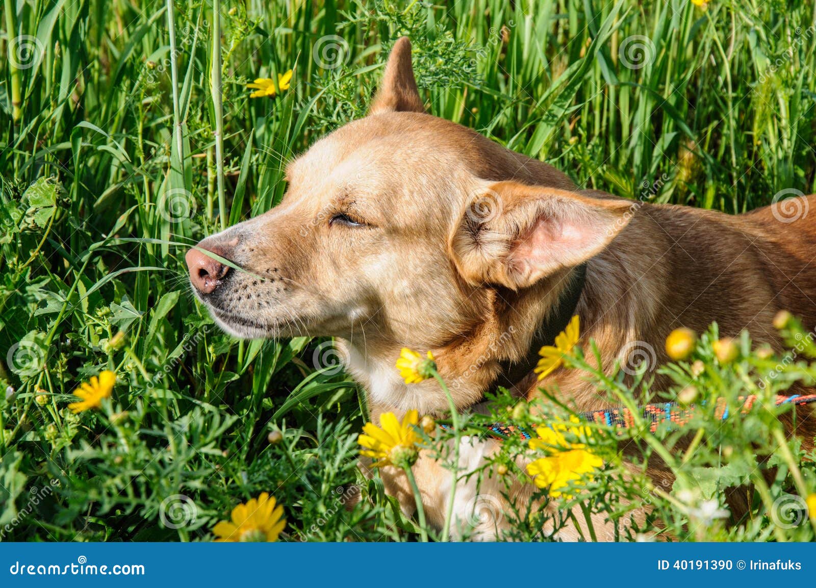 Beautiful Brown Dog Smells a Flower Stock Photo Image of outdoor