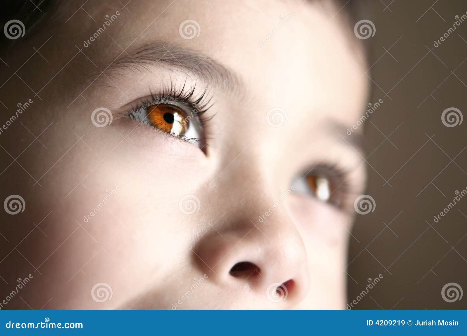 385 540 Brown Eyes Photos Free Royalty Free Stock Photos From Dreamstime