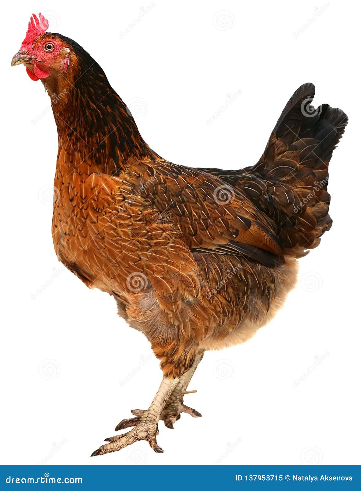 Beautiful Brown Hen Isolated on White Background. Stock Image - Image of  animals, chick: 137953715