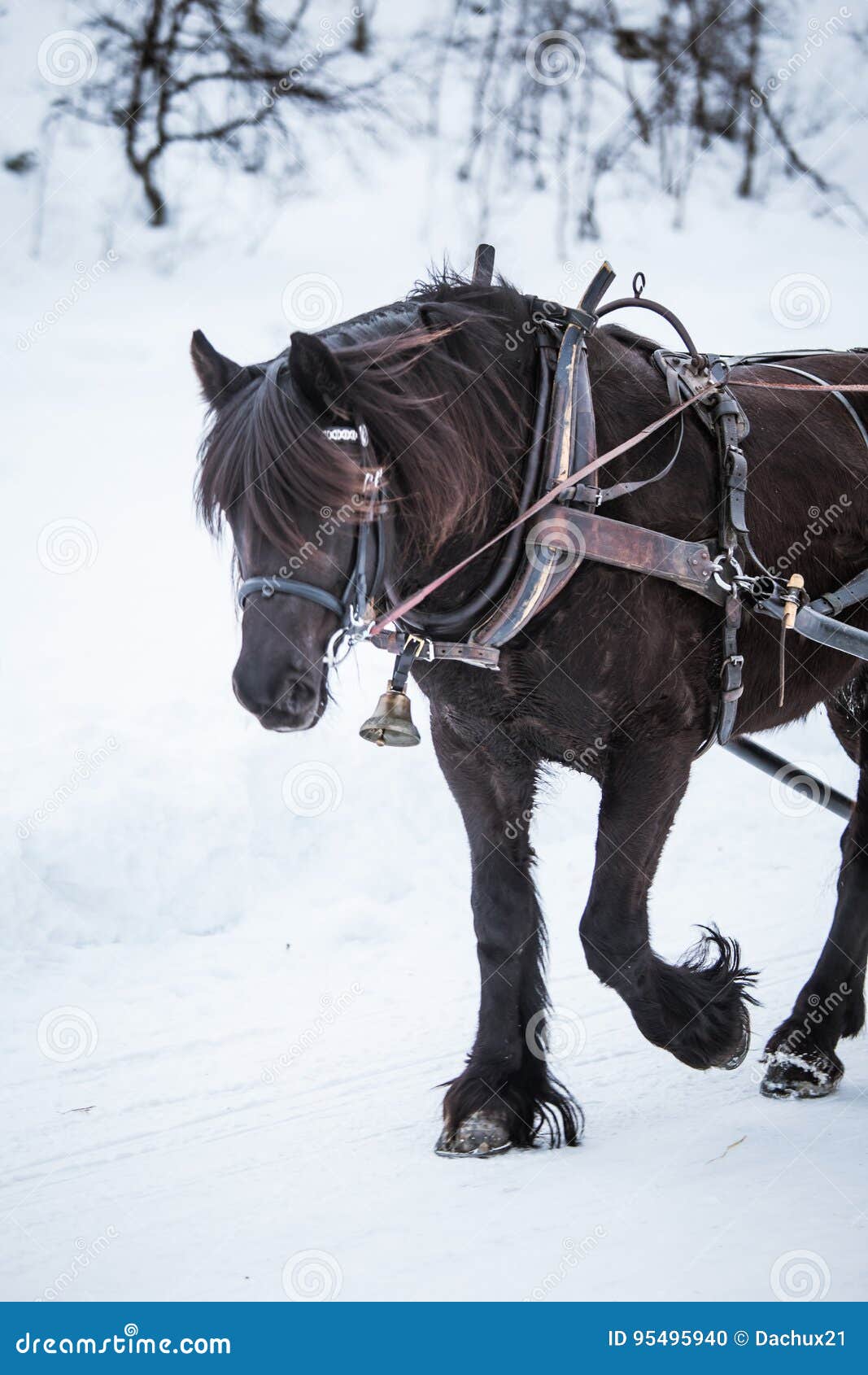 Horse Pulling Sled Snow Stock Photos Download 45 Royalty Free Photos