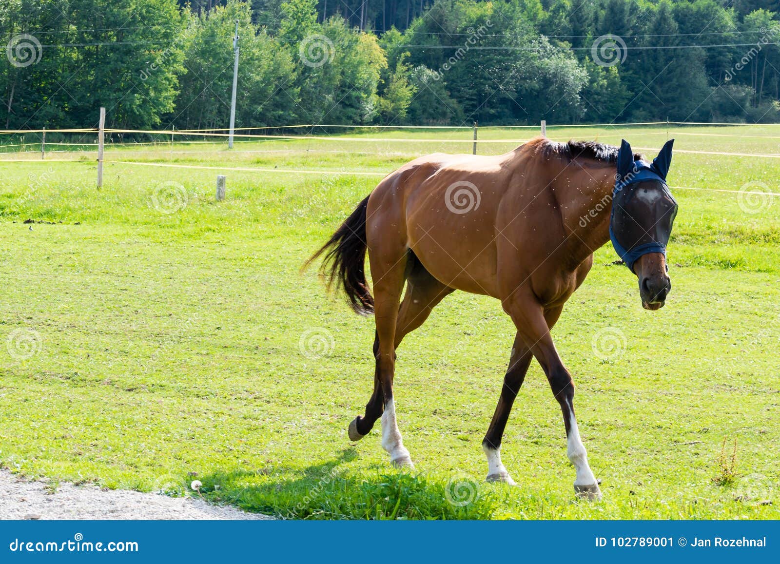 Beautiful Brown Horse Running in Pasture Stock Image Image of