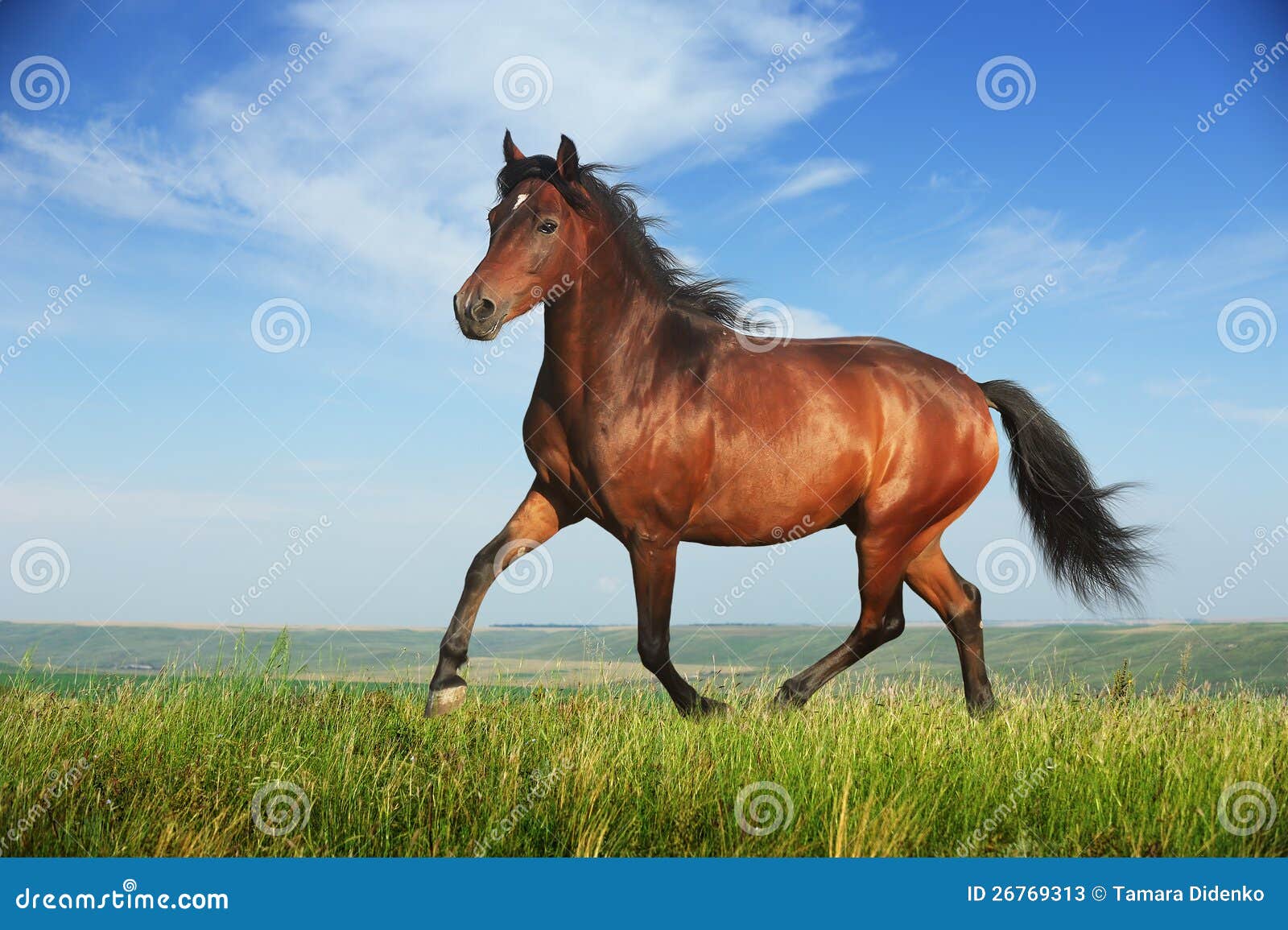 Beautiful Brown Horse Running Trot Stock Photos - Image: 26769313