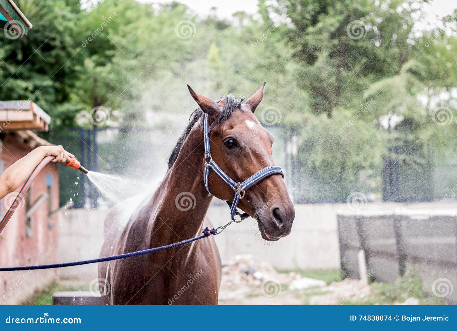 Beautiful Brown Horse Taking a Bath Stock Photo Image of horse, shower 74838074