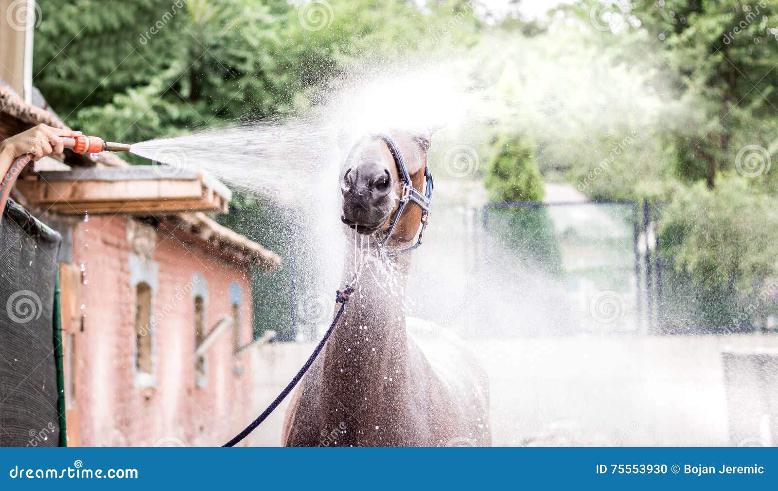 Beautiful Brown Horse Taking a Bath of Head Stock Photo Image of domestic, clean 75553930