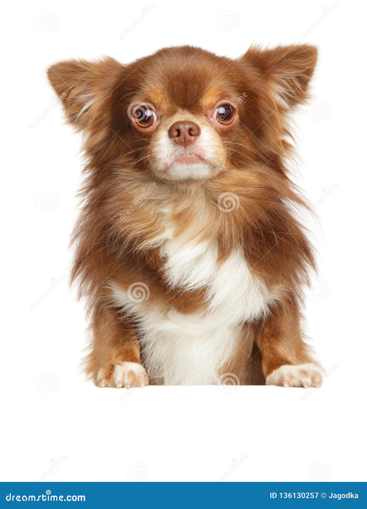 beautiful brown longhaired chihuahua dog on white