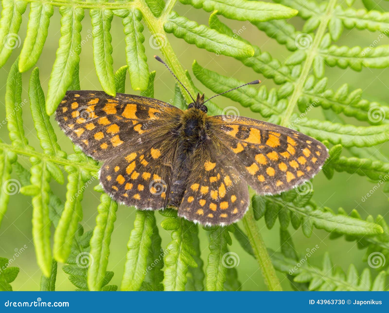 Beautiful Brown Orange Butterfly Stock Photo Image of nice, nectar