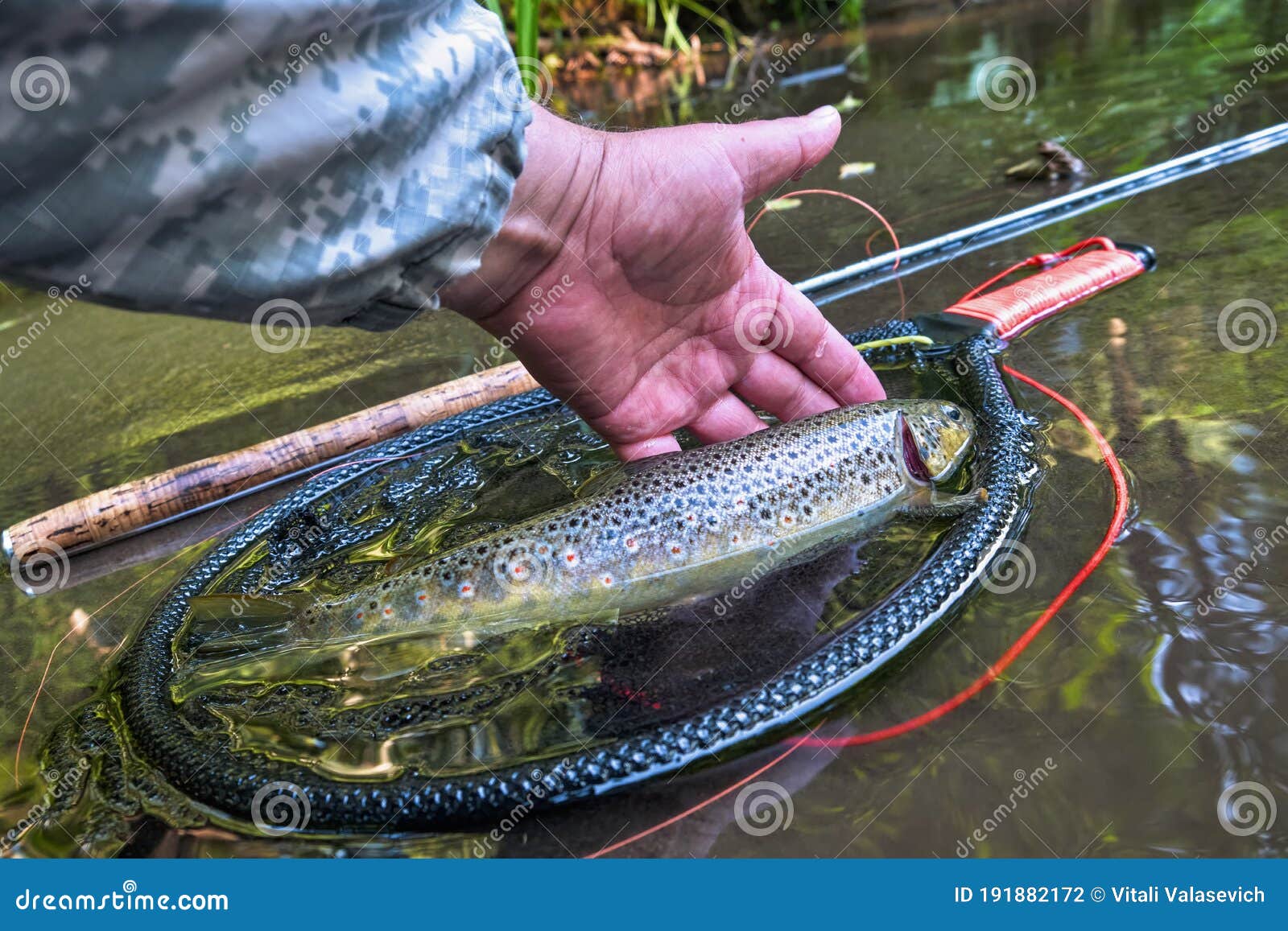Beautiful Brown Trout Caught on the Fly Stock Photo Image of outdoor