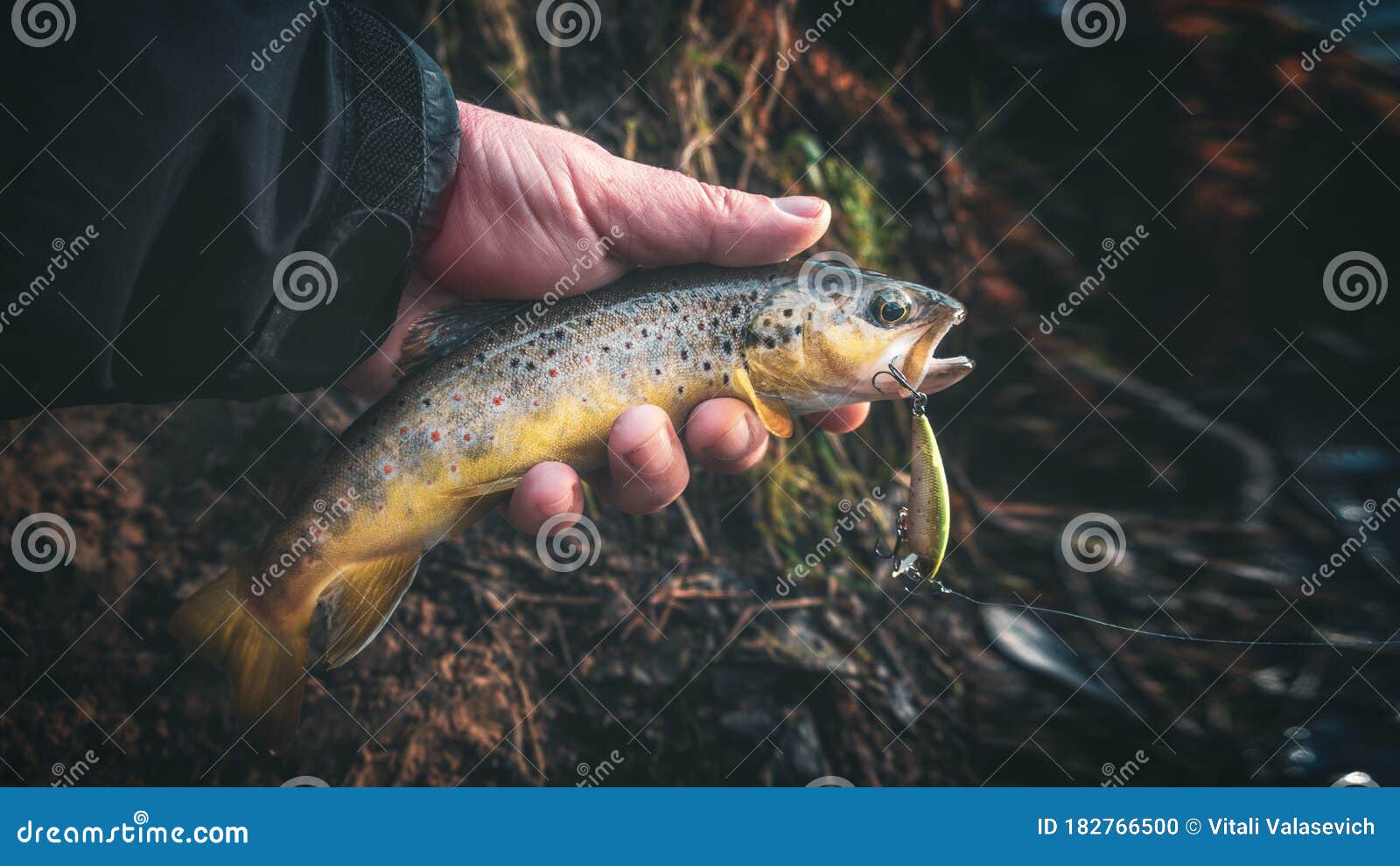 A Beautiful Brown Trout is Caught Spinning Stock Photo Image of flyfishing, hook 182766500