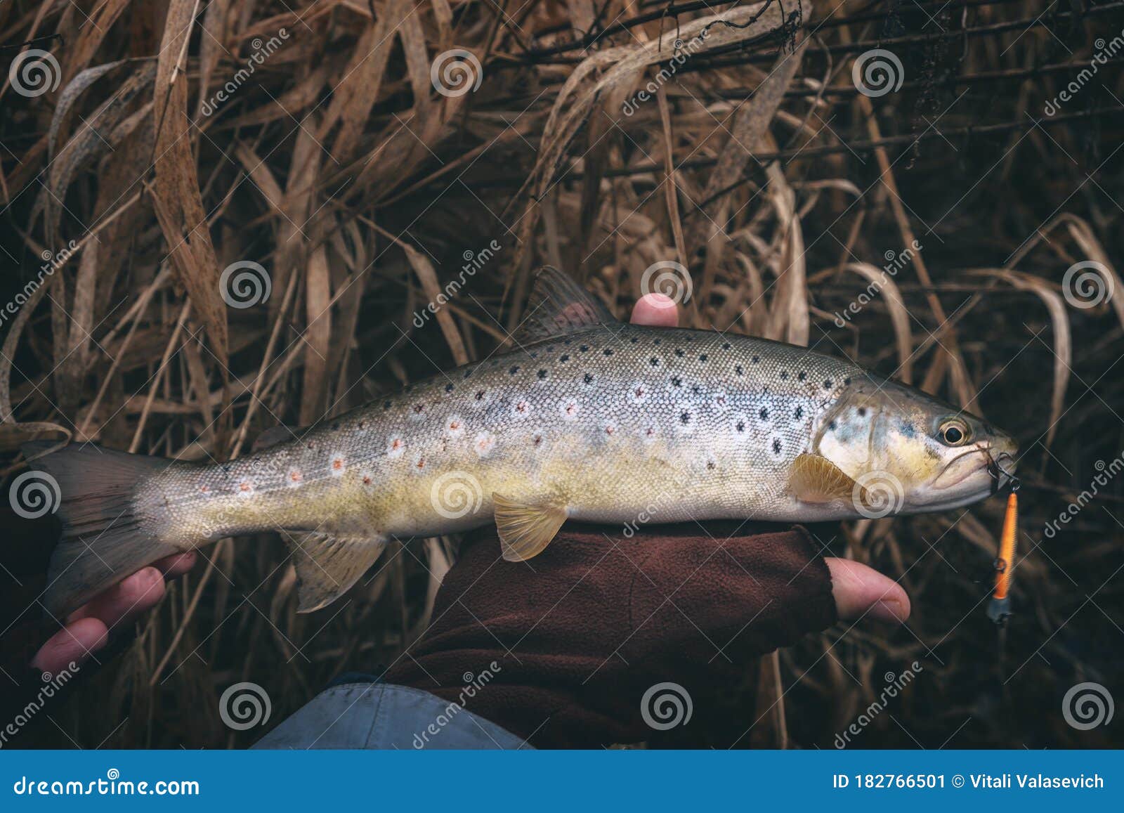 A Beautiful Brown Trout is Caught Spinning Stock Image Image of