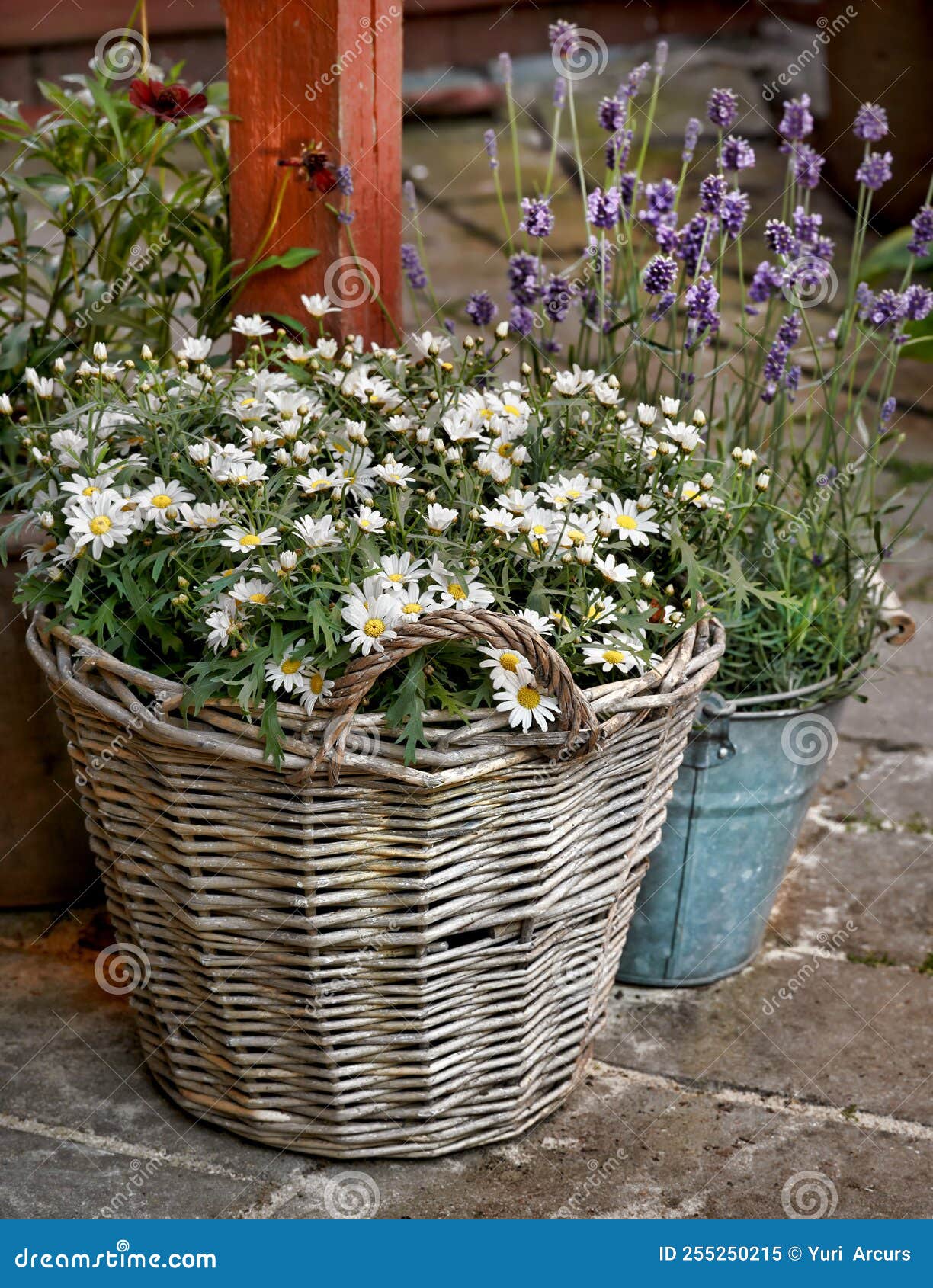 Beautiful Budding Flowers Garden Flowers Growing Outside Stock Image