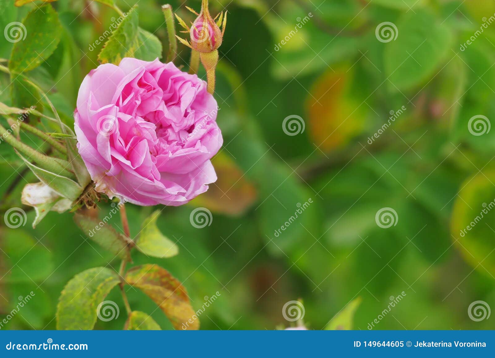 beautiful bulgarian damask rose