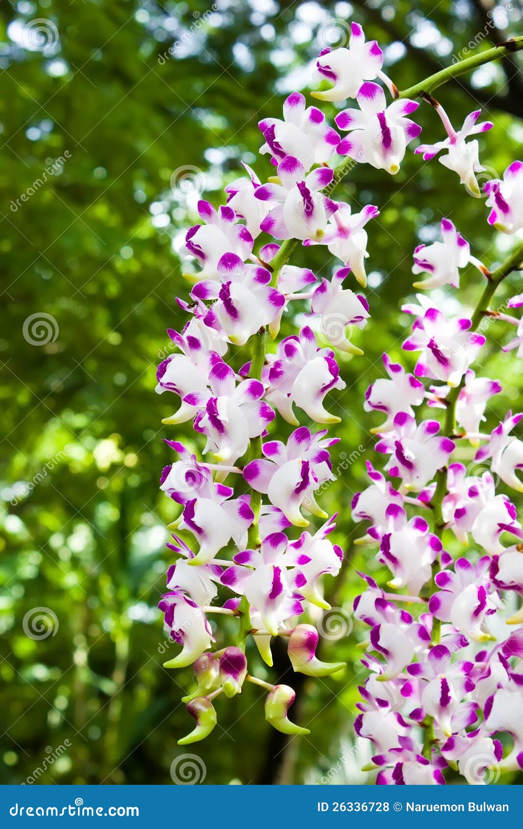 Beautiful Bunch Of Orchid Royalty Free Stock Photos - Image: 26336728