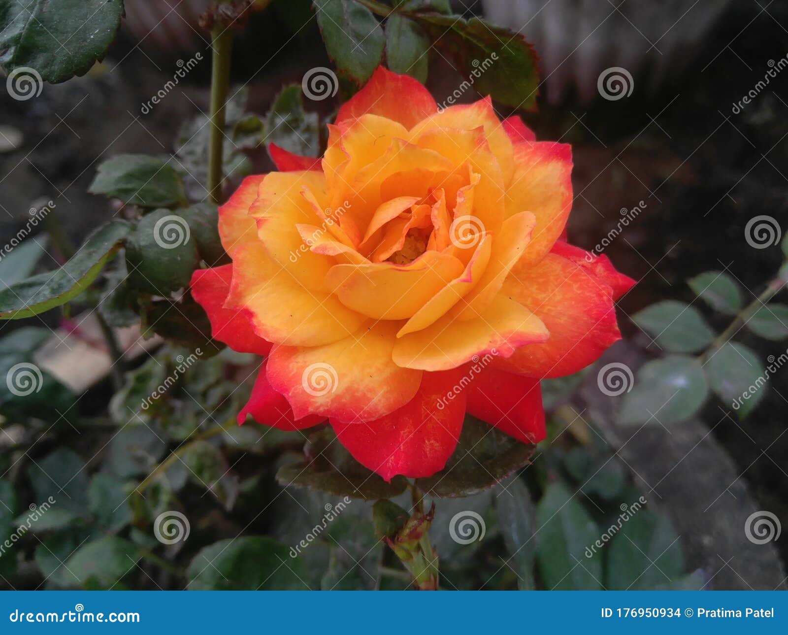 Beautiful Bunch of Rose Flowers Blooming in Branch of Green Leaves ...