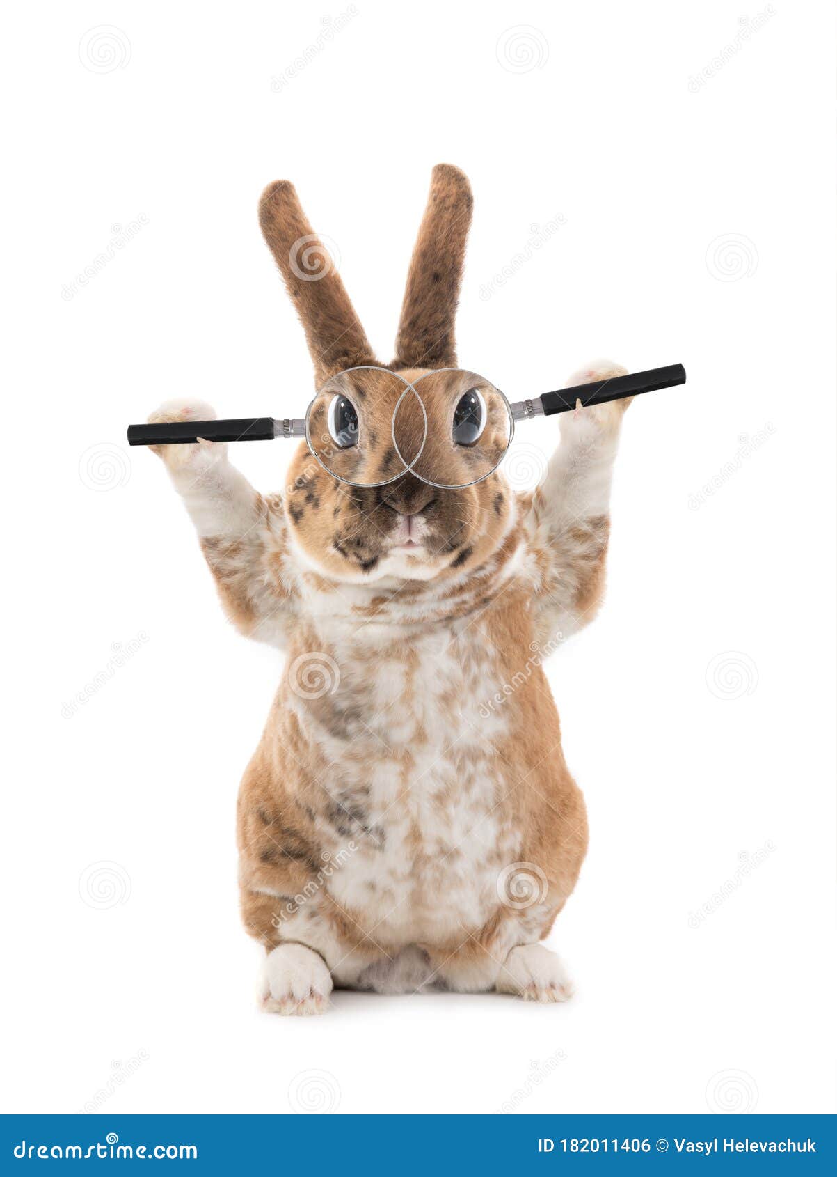 Beautiful Bunny with Magnifying Glasses is Isolated on a White Stock