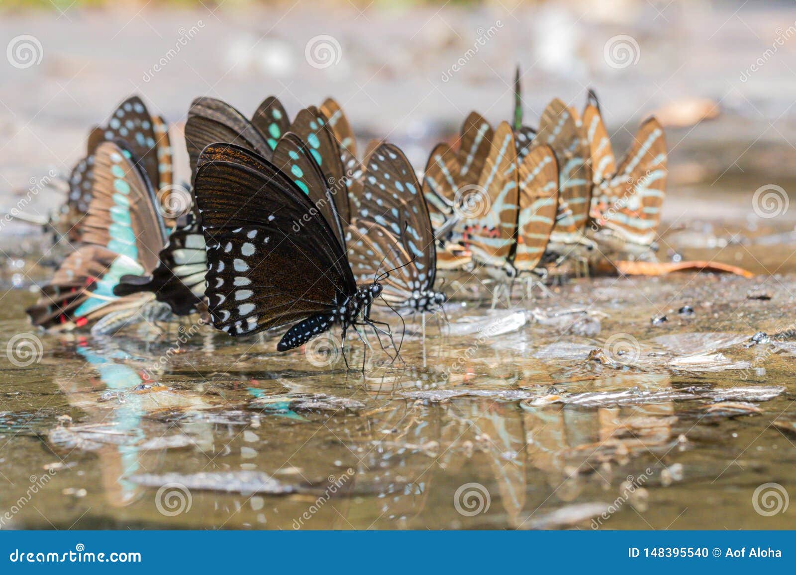 a beautiful burmese raven butterfly in the nature background.papilio mahadeva butterfly.