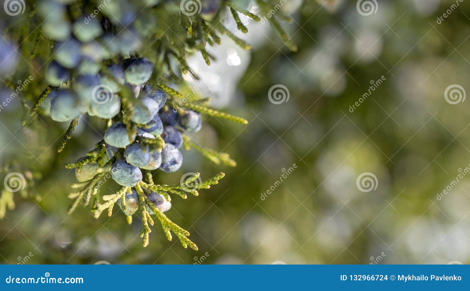 Beautiful Bush of a Juniper with Berries Stock Photo - Image of color ...