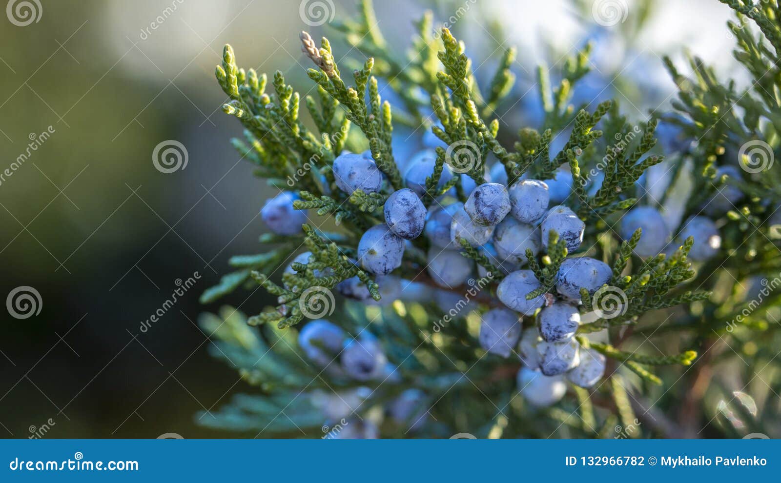 Beautiful Bush of a Juniper with Berries Stock Photo - Image of summer ...