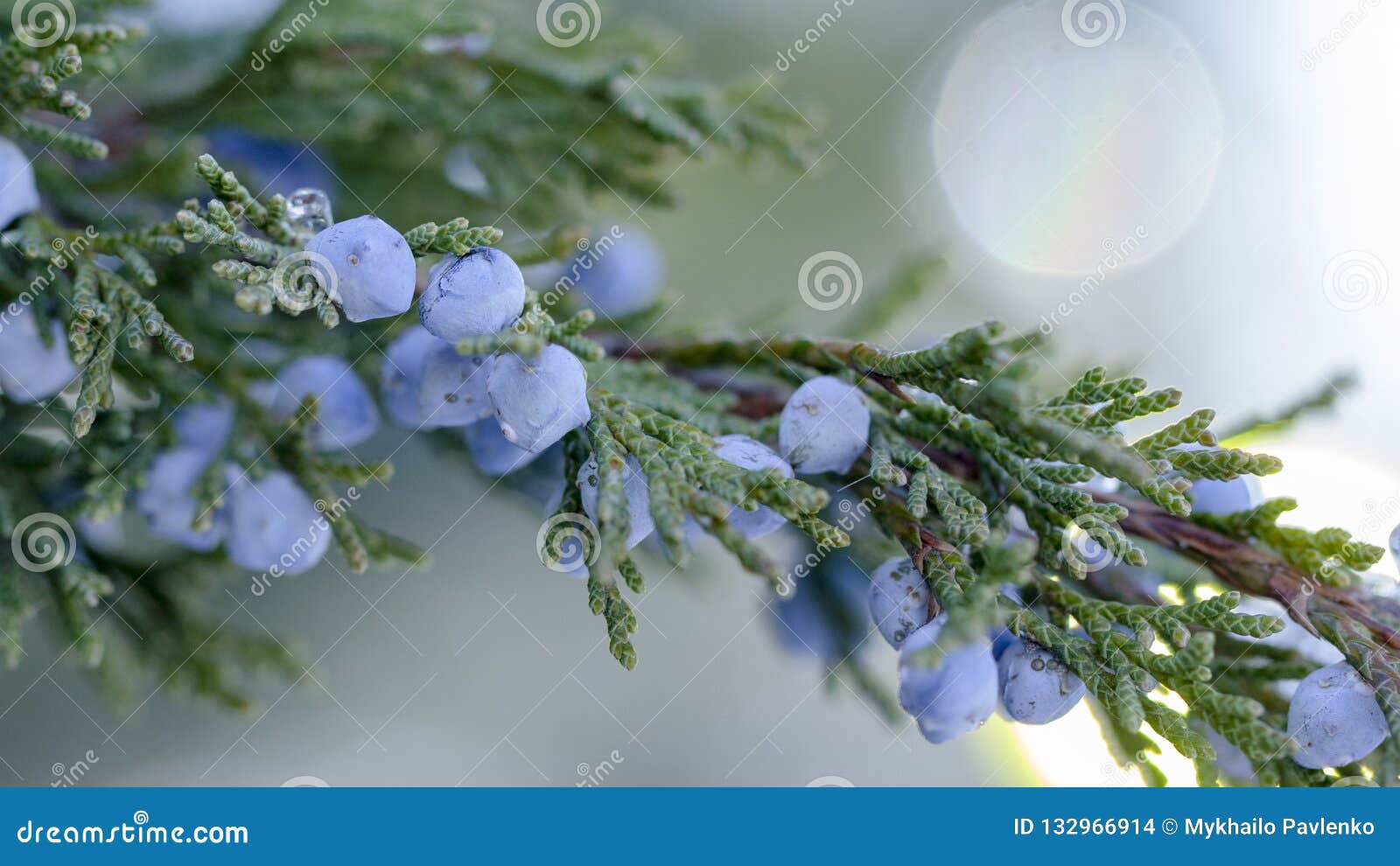 Beautiful Bush of a Juniper with Berries Stock Photo - Image of macro ...