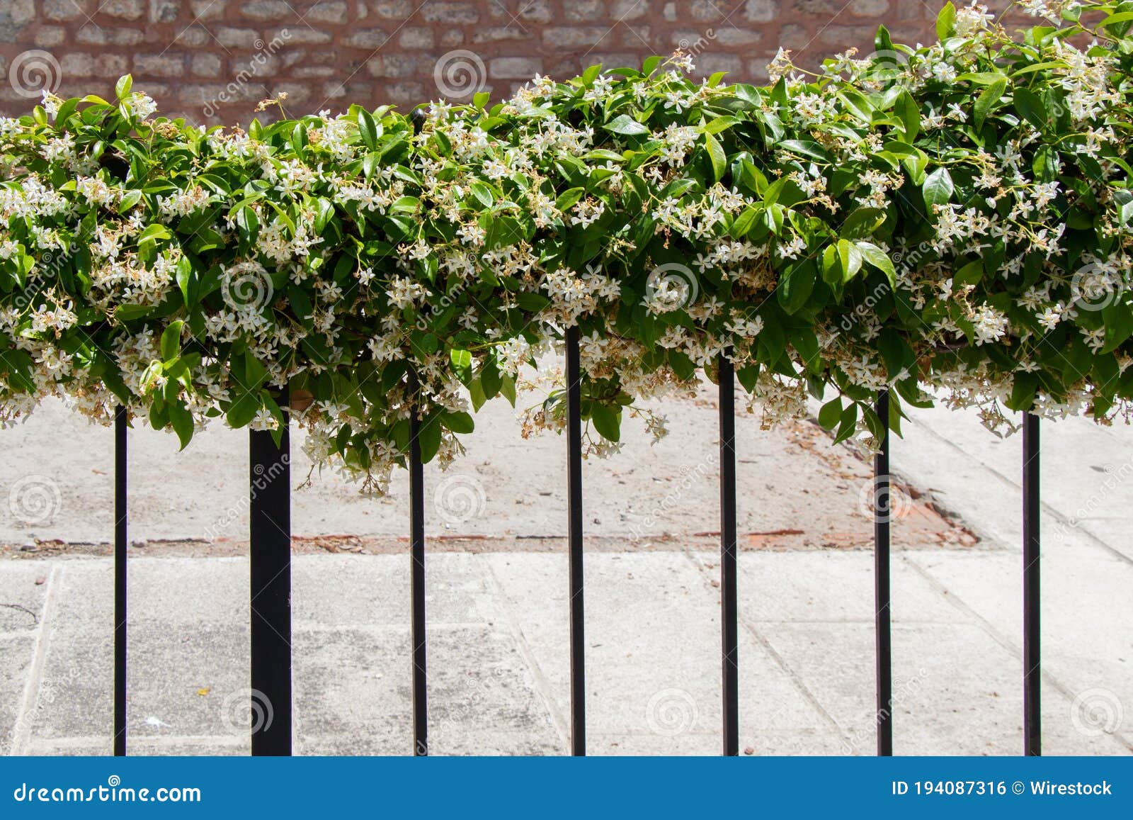 Beautiful Bush with White Flowers on a Metal Gate Stock Photo Image of flower, closeup 194087316