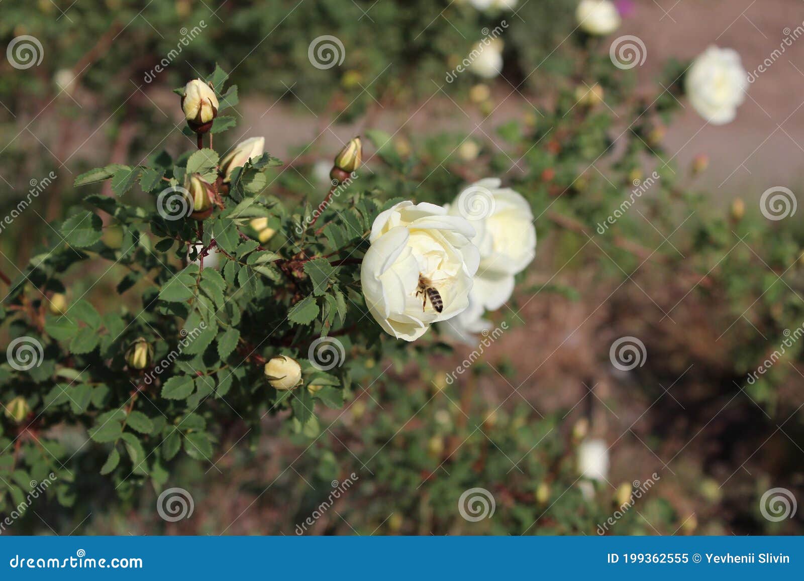 Beautiful Bush of a White Tea Rose. Stock Image Image of background, maroon 199362555