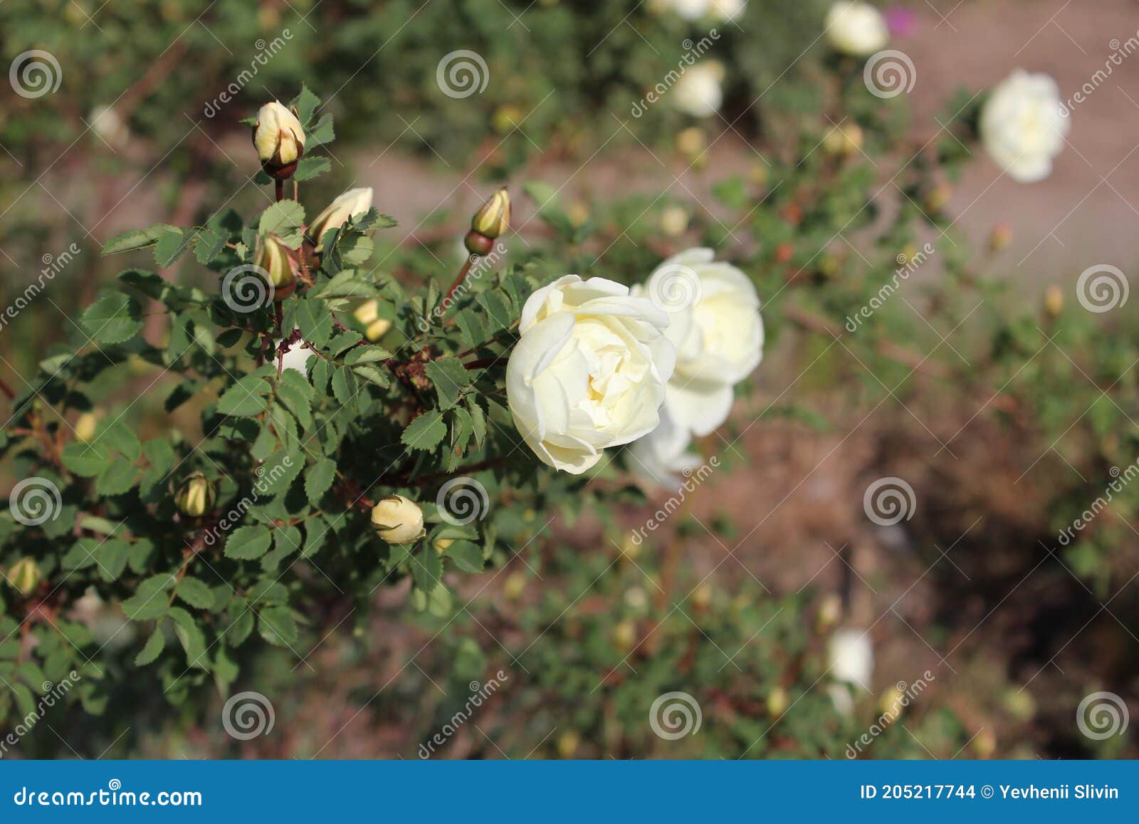 Beautiful Bush of a White Tea Rose. Stock Photo Image of anniversary, floral 205217744