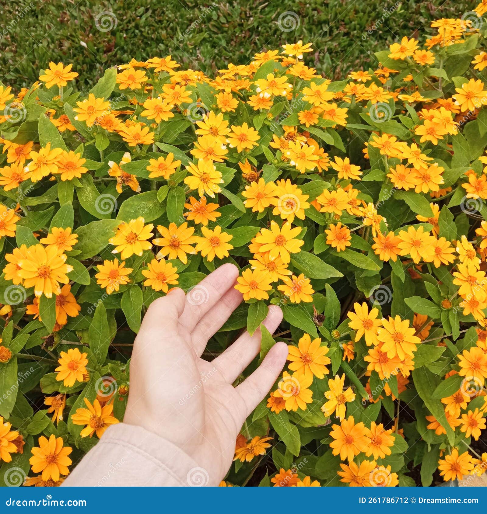 Beautiful Butter Daisy Flower Stock Photo Image of lawn, produce