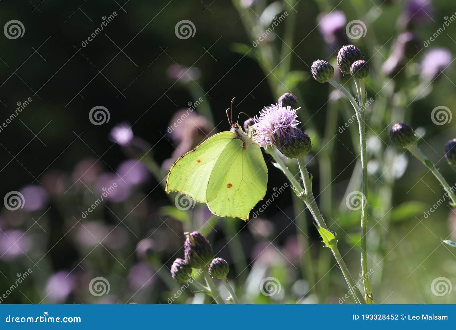 Beautiful Butterflies Sit on Flowers and Drink Nectar Stock Photo