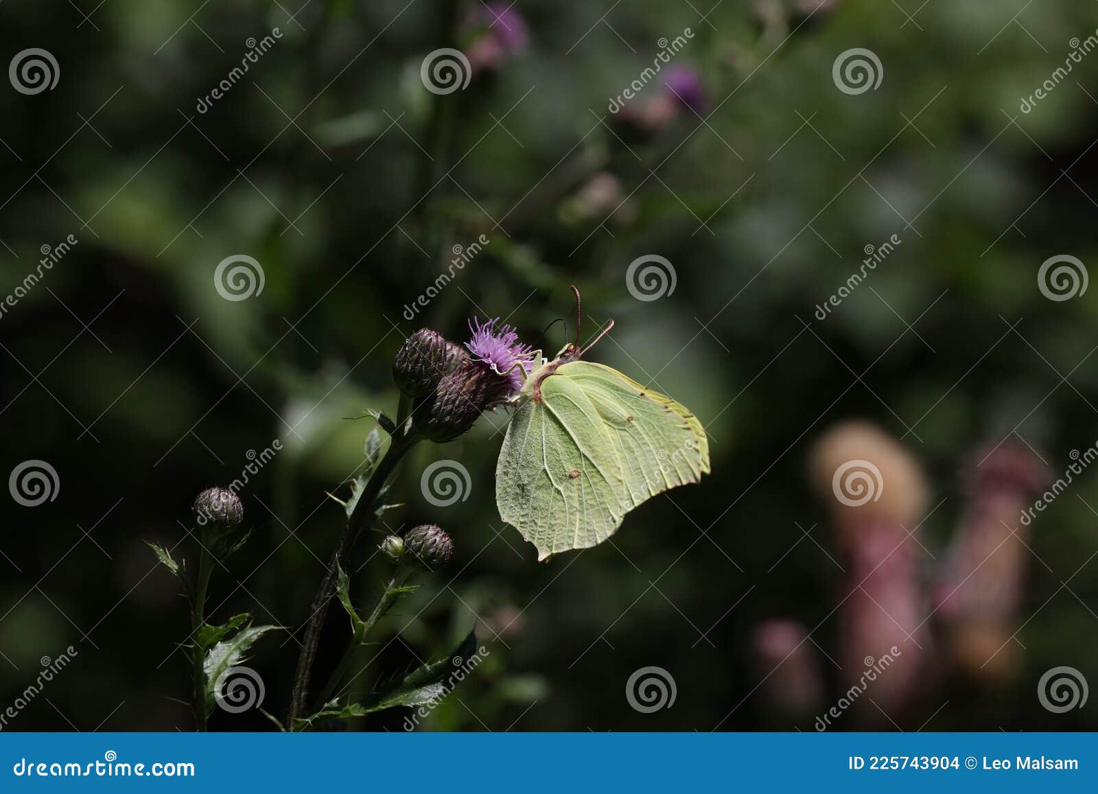 Beautiful Butterflies Sit on Flowers and Drink Nectar Stock Photo