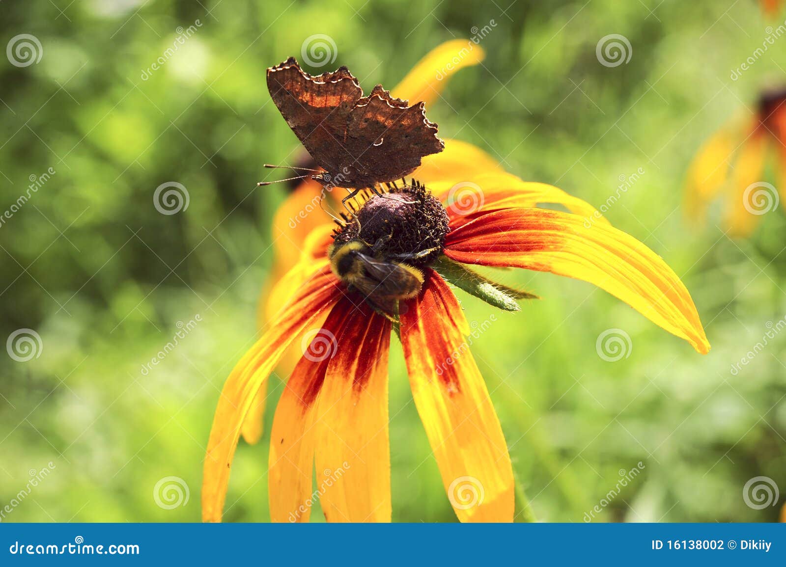 Beautiful Butterfly and a Bee on a Summer Flower Stock Photo Image of