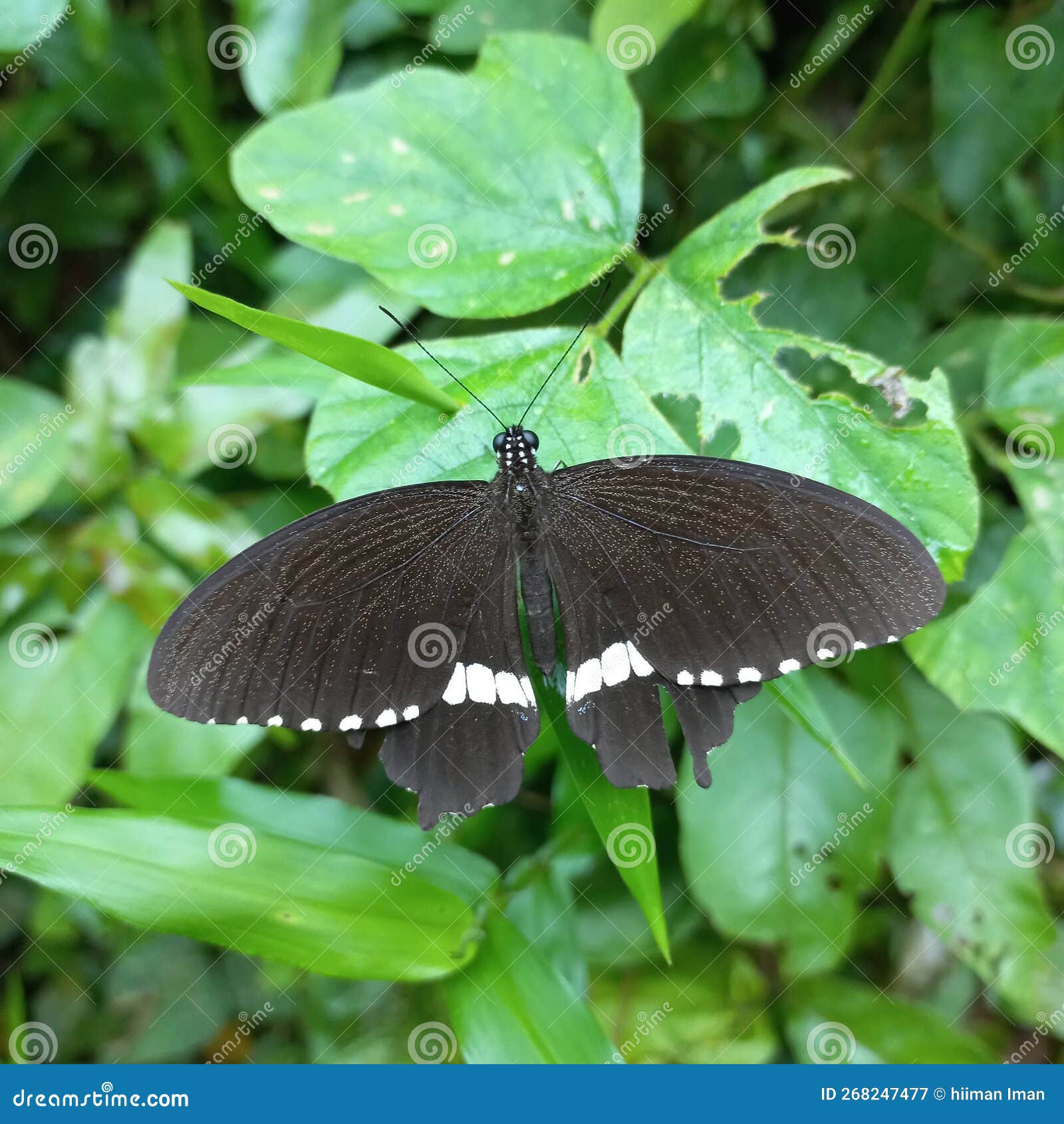 The Beautiful Butterfly is Black and Has White Markings on the Tips of