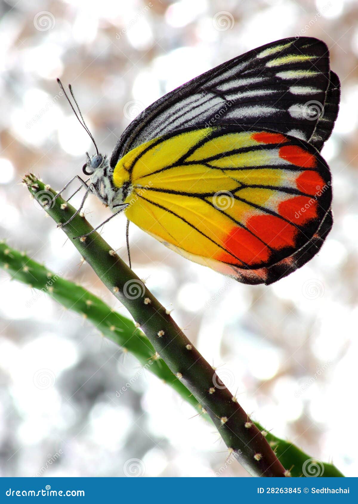 A Beautiful Butterfly and Cactus Stock Image Image of black, nature