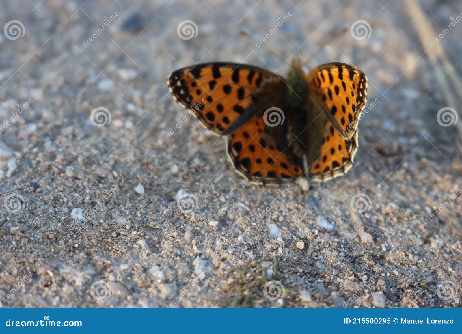 beautiful butterfly colorful light insect delicate spring