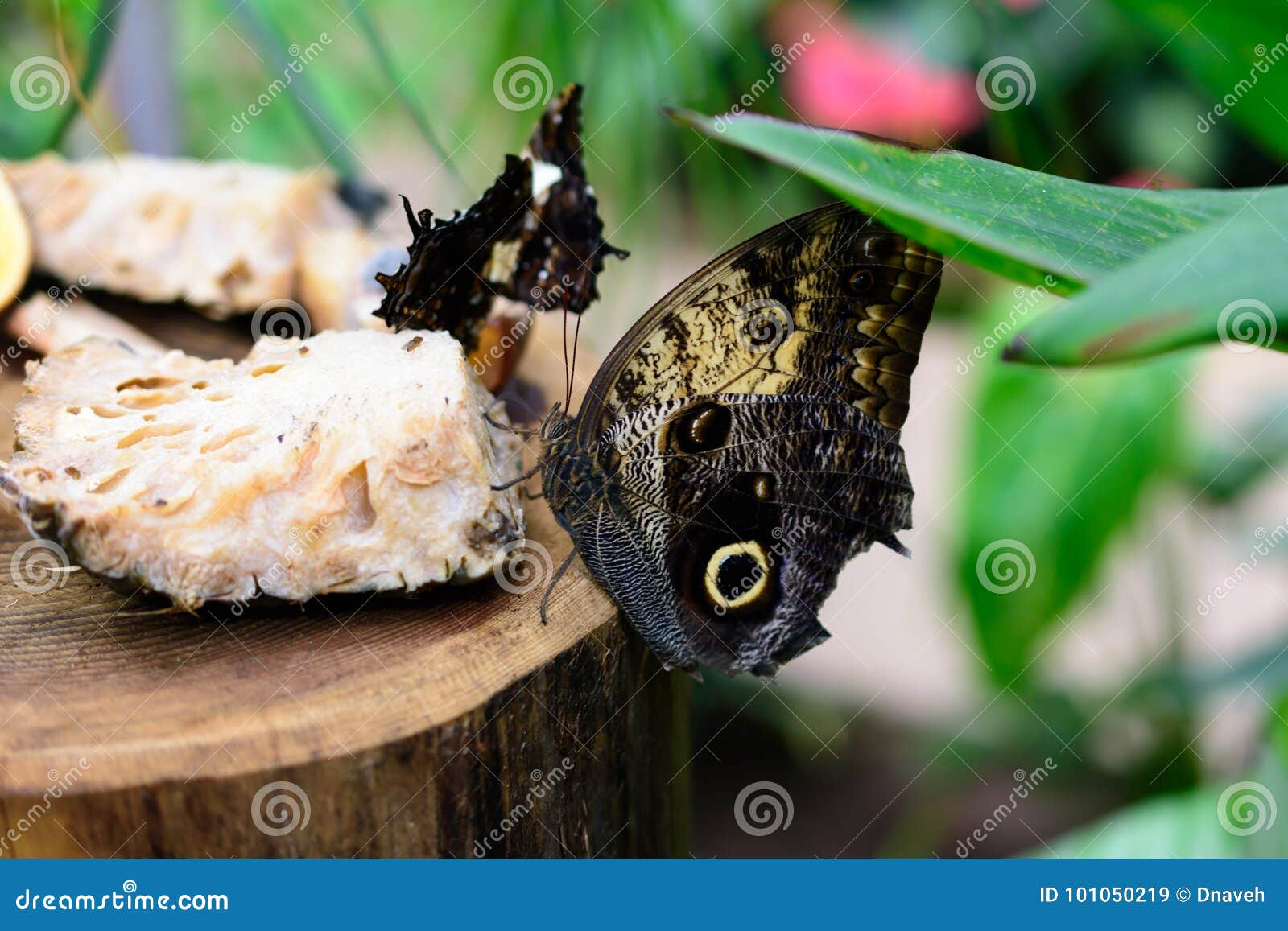 Butterfly Eating Fruit Macro Image Stock Image Image of fruit, green