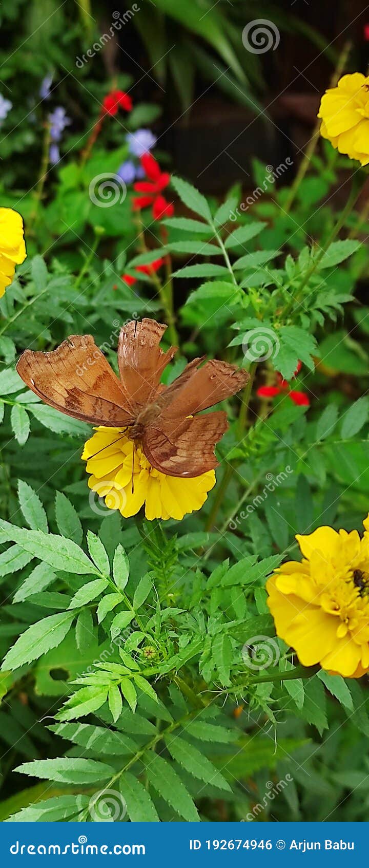 Beautiful Butterfly Eating Nectar in Garden. Stock Photo Image of