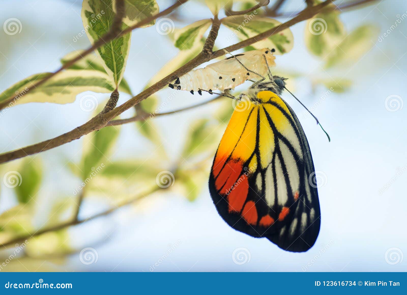 Beautiful Butterfly Emerged from Its Cocoon Stock Photo - Image of ...