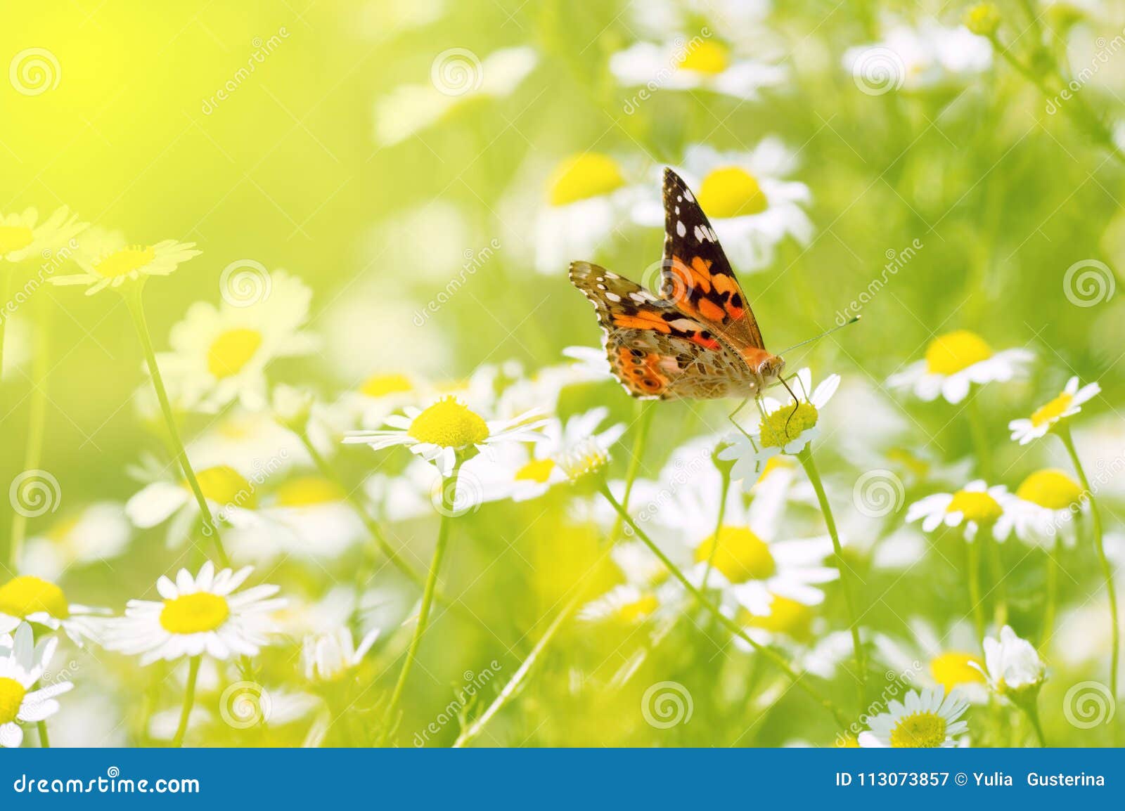 Beautiful Butterfly on a Flowering Field with Daisies. a Gentle ...