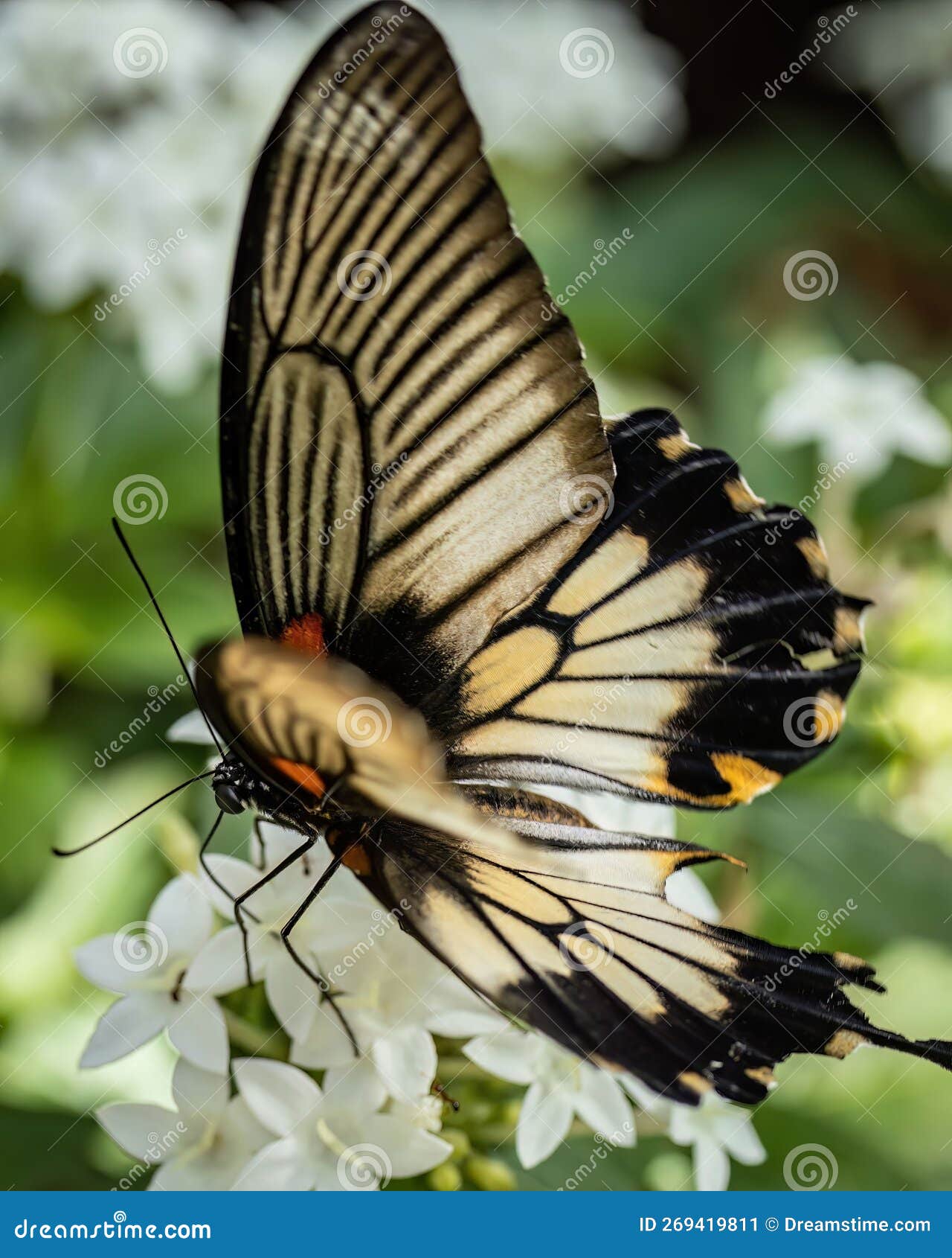 Beautiful Butterfly on Flowers Stock Image Image of detail, habitat