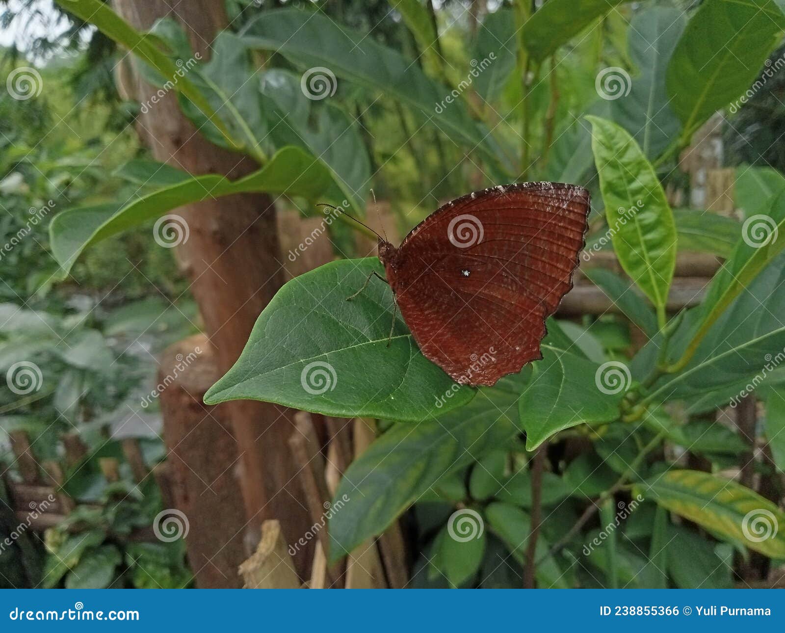 Beautiful Butterfly in the Garden in the Village Stock Photo Image of