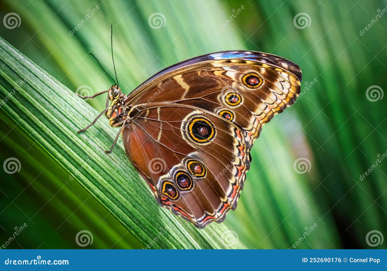 Beautiful Butterfly on Green Plant Stock Photo Image of beautiful
