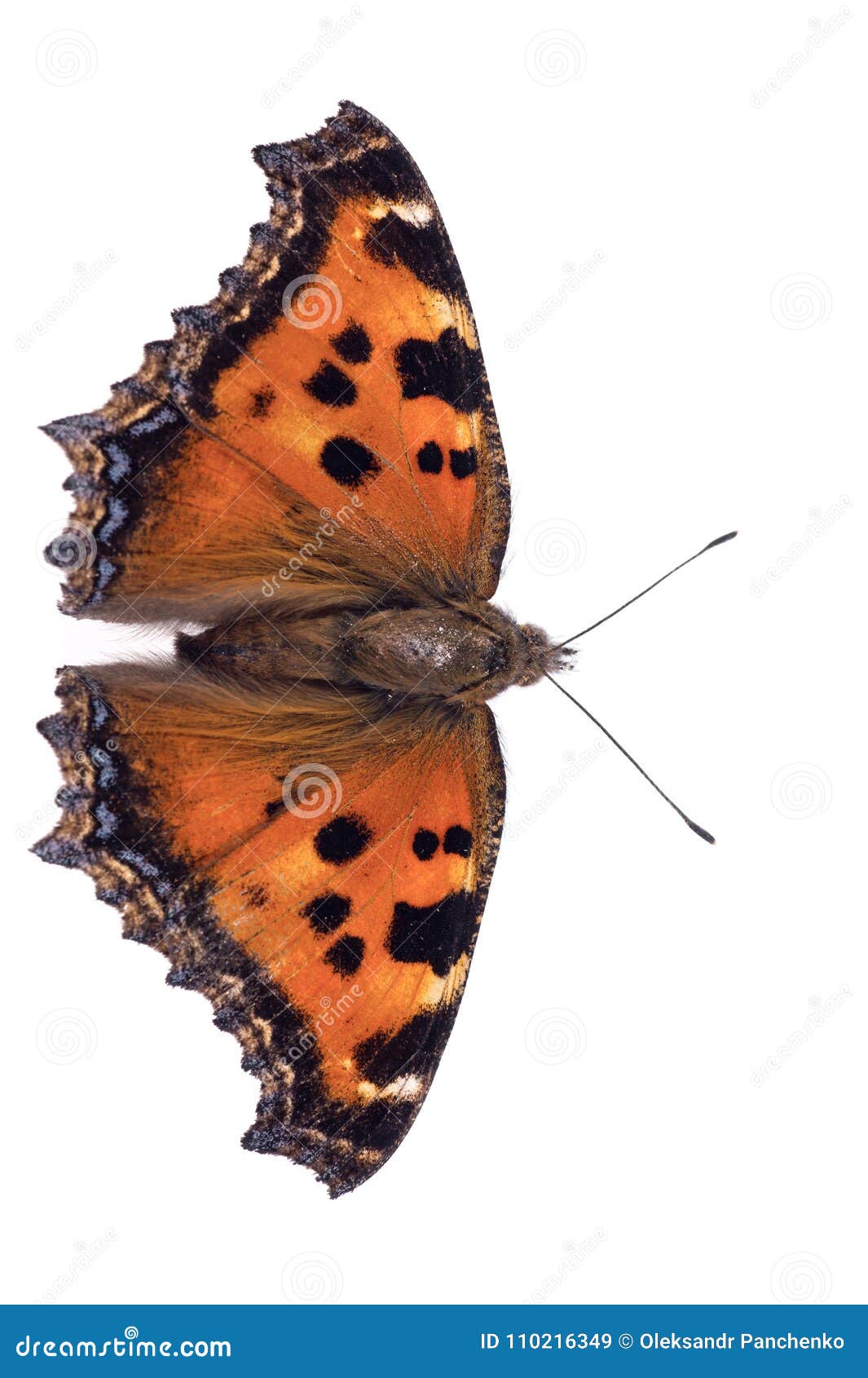 Beautiful Butterfly Isolated on White Background Stock Image - Image of ...