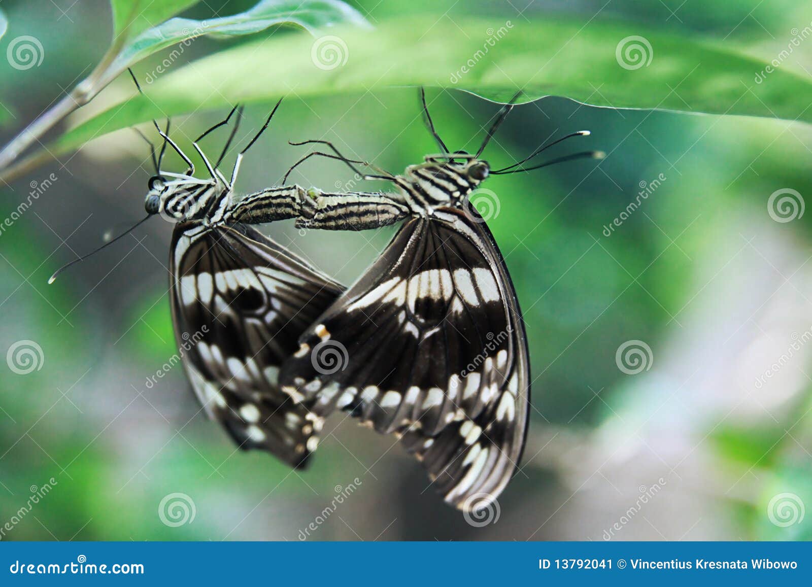Beautiful butterfly mating stock image. Image of butterflies 13792041
