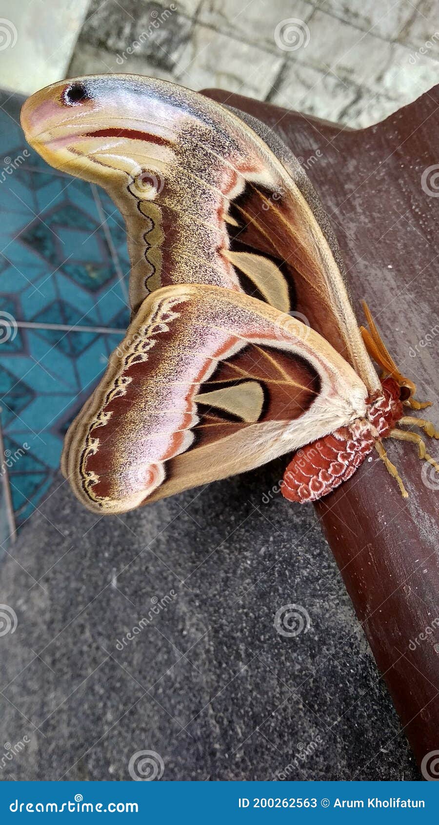 Beautiful Butterfly Monster Stock Image Image of fish, monster 200262563