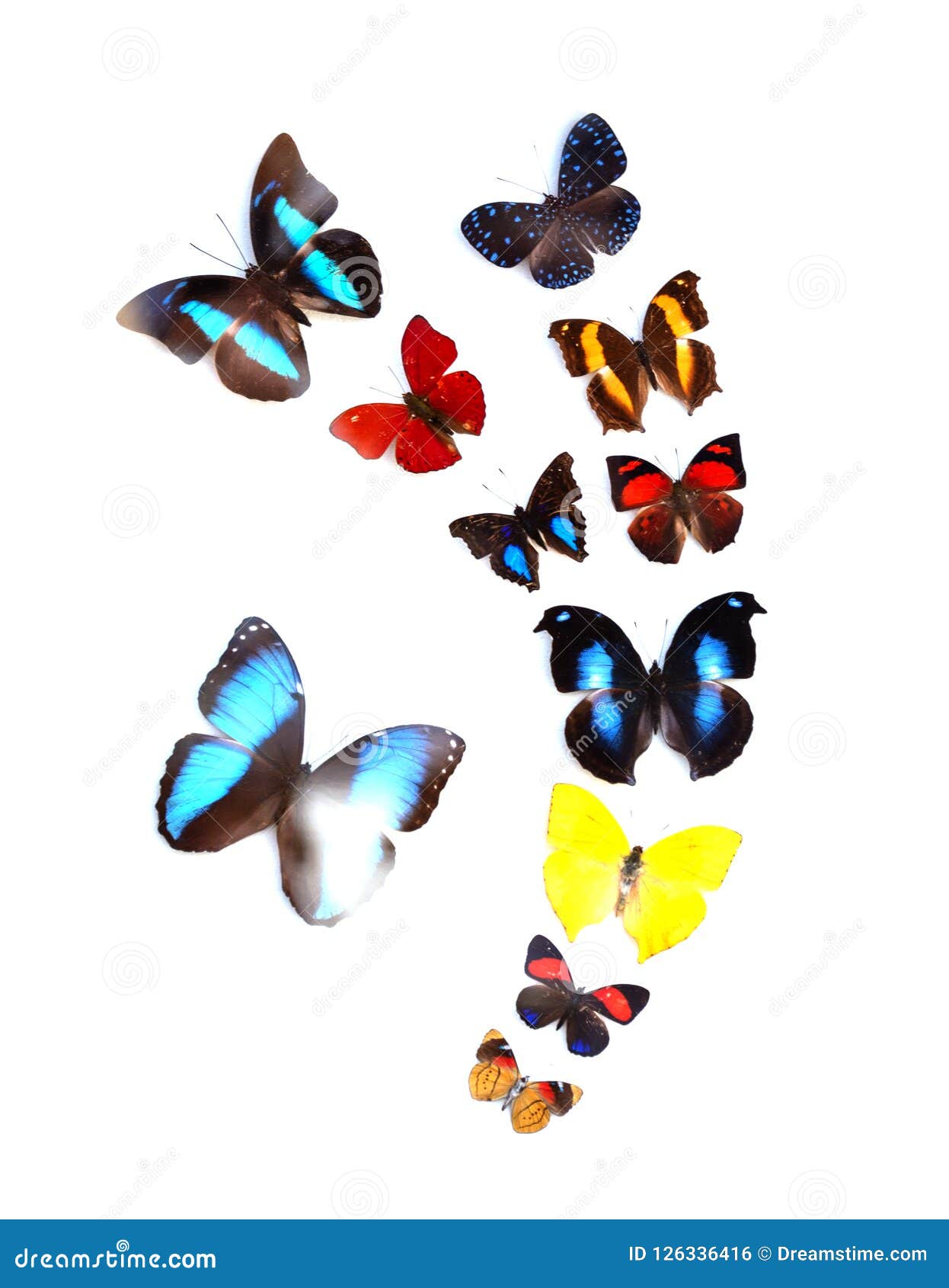 Beautiful Butterfly in Natural Color Profile Photo - of style: 126336416