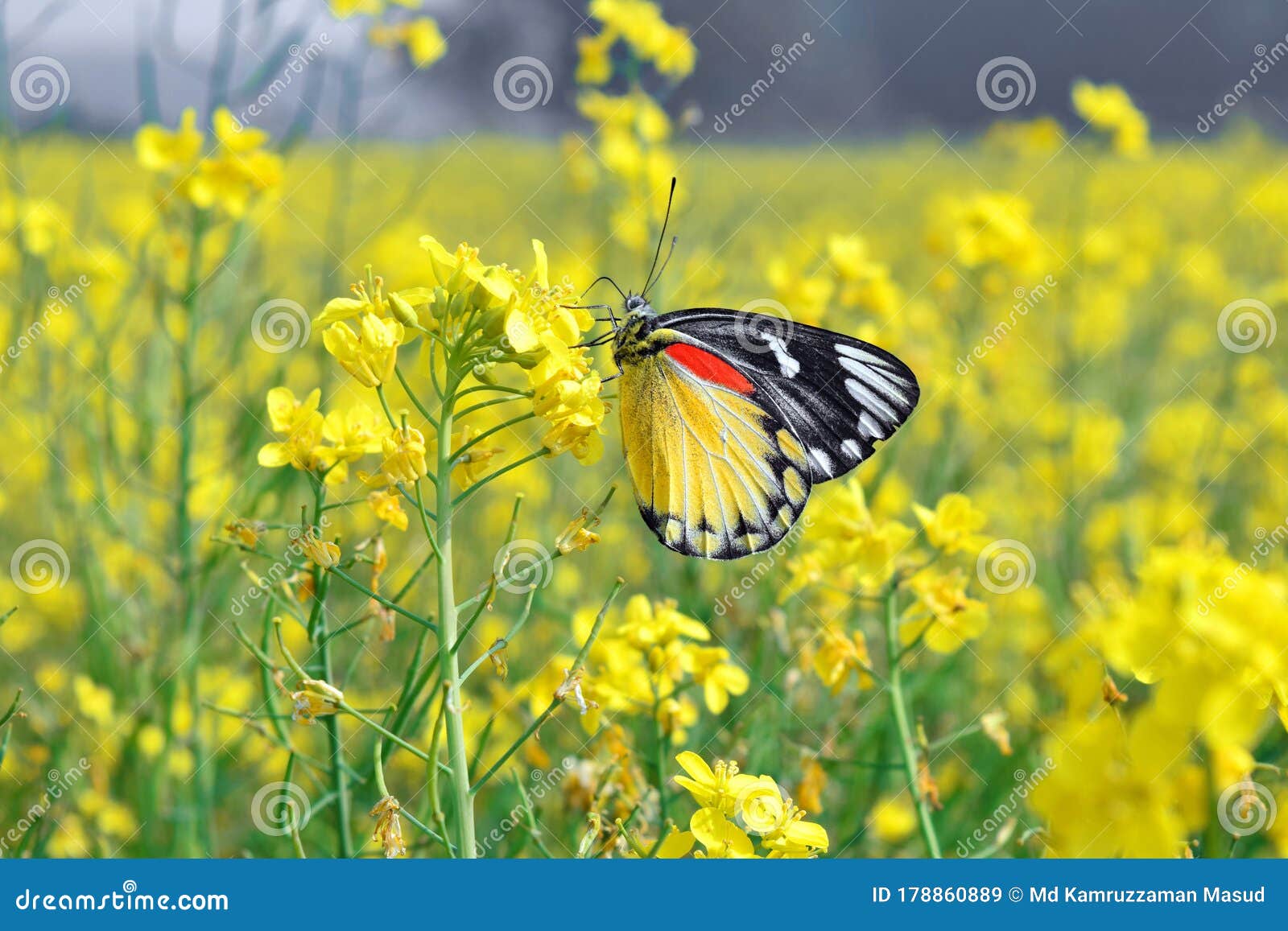 Beautiful Butterfly in Nature, is a Nice Insect Stock Image - Image of flowers, long: 178860889
