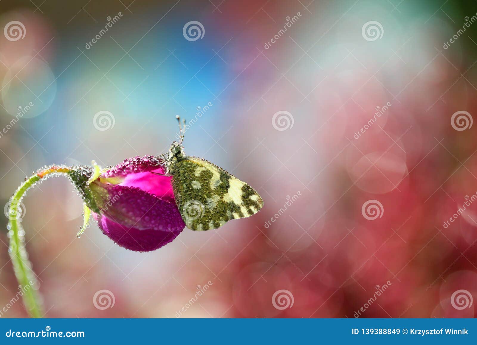 a beautiful butterfly on an orange background, sitting and resting.